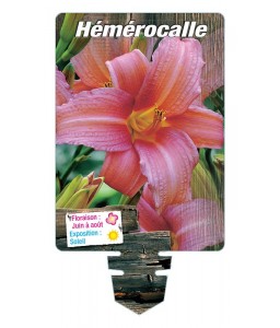 HEMEROCALLIS (rose)*