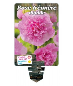 ROSE TRÉMIÈRE DOUBLE (rose)*