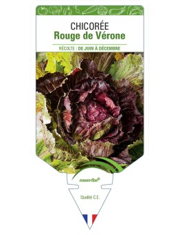 CHICORÉE ROUGE DE VÉRONE