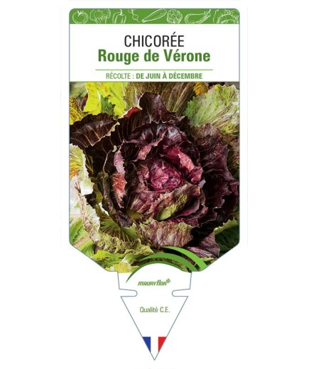 CHICORÉE ROUGE DE VÉRONE
