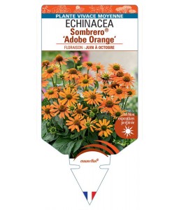 ECHINACEA Sombrero® Adobe Orange