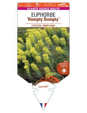 EUPHORBIA (characias) Humpty Dumpty