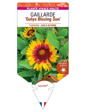 GAILLARDIA Galya Blazing Sun