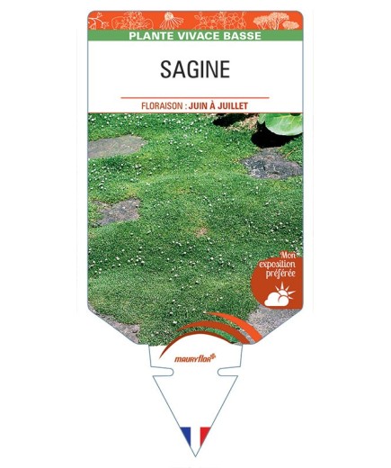 SAGINA (subulata verte) *