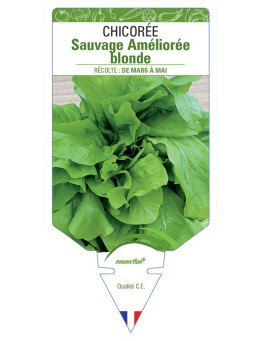 CHICORÉE SAUVAGE AMÉLIORÉE BLONDE