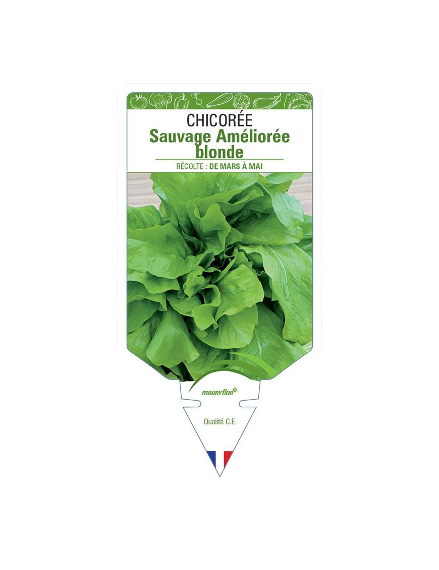 CHICORÉE SAUVAGE AMÉLIORÉE BLONDE