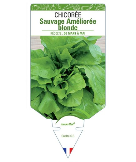 CHICORÉE SAUVAGE AMÉLIORÉE BLONDE