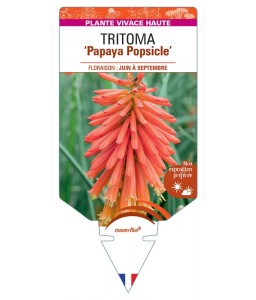 KNIPHOFIA Papaya Popsicle voir Tritoma