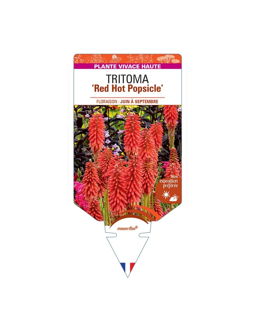 KNIPHOFIA Red Hot Popsicle voir Tritoma