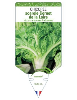 CHICORÉE SCAROLE CORNET DE LA LOIRE