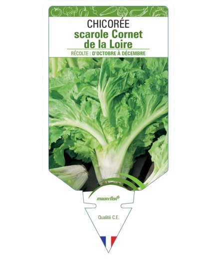 CHICORÉE SCAROLE CORNET DE LA LOIRE