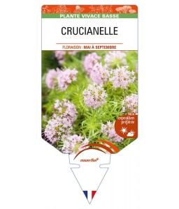 CRUCIANELLE (rose - Phuopsis stylosa)