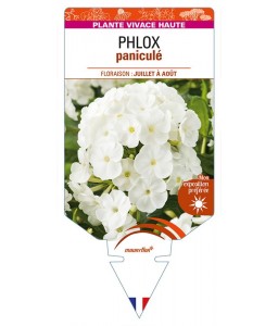 PHLOX paniculata (blanc)