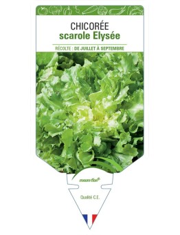 CHICORÉE SCAROLE ELYSÉE