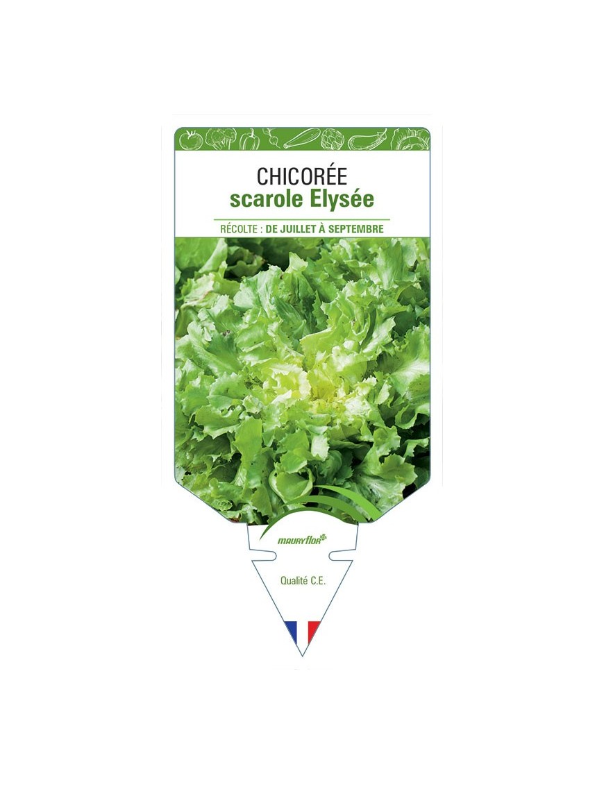 CHICORÉE SCAROLE ELYSÉE