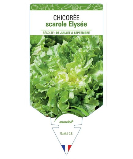 CHICORÉE SCAROLE ELYSÉE