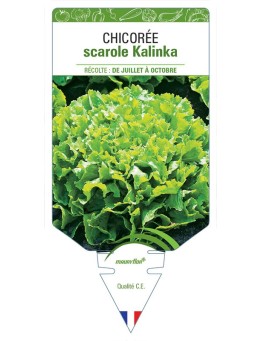 CHICORÉE SCAROLE KALINKA