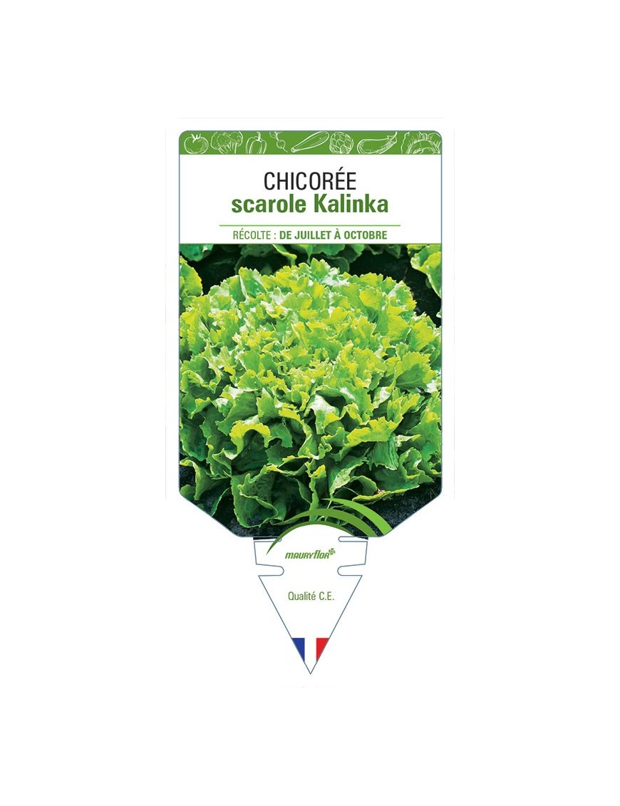 CHICORÉE SCAROLE KALINKA