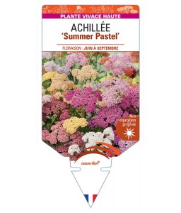 ACHILLEA (millefolium) Summer Pastel