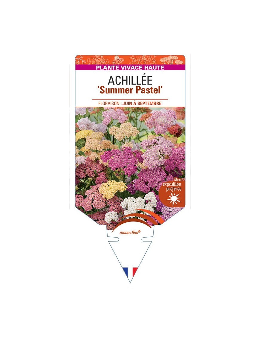 ACHILLEA (millefolium) Summer Pastel