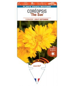 COREOPSIS (grandiflora) The Sun