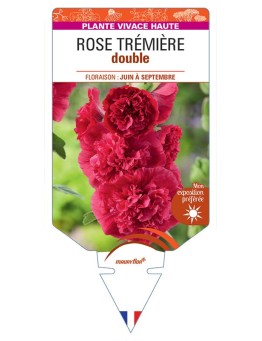 ROSE TRÉMIÈRE DOUBLE (rouge) *