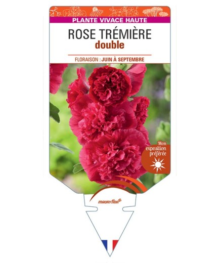 ROSE TRÉMIÈRE DOUBLE (rouge) *