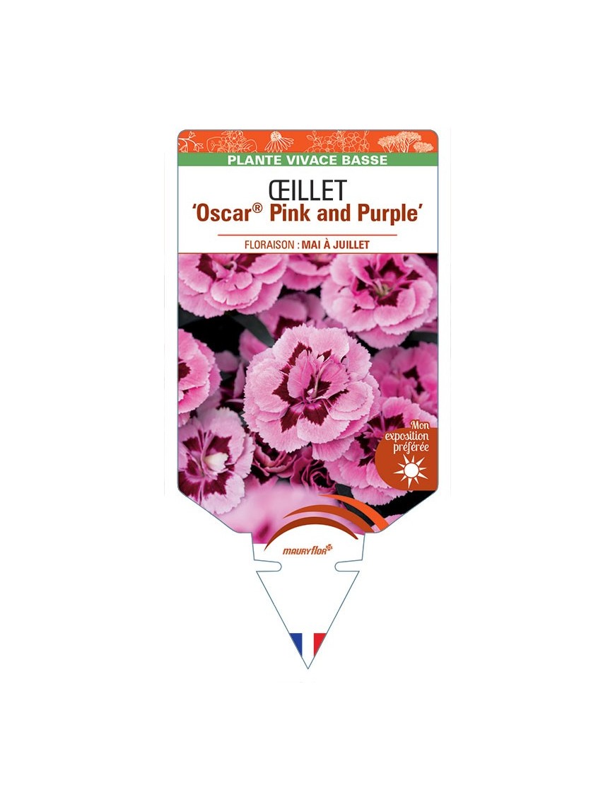 DIANTHUS deltoides Oscar® Pink and Purple voir Œillet