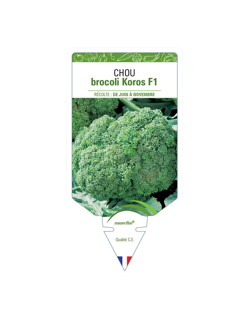 CHOU BROCOLI KOROS F1
