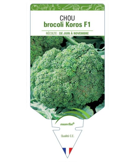 CHOU BROCOLI KOROS F1