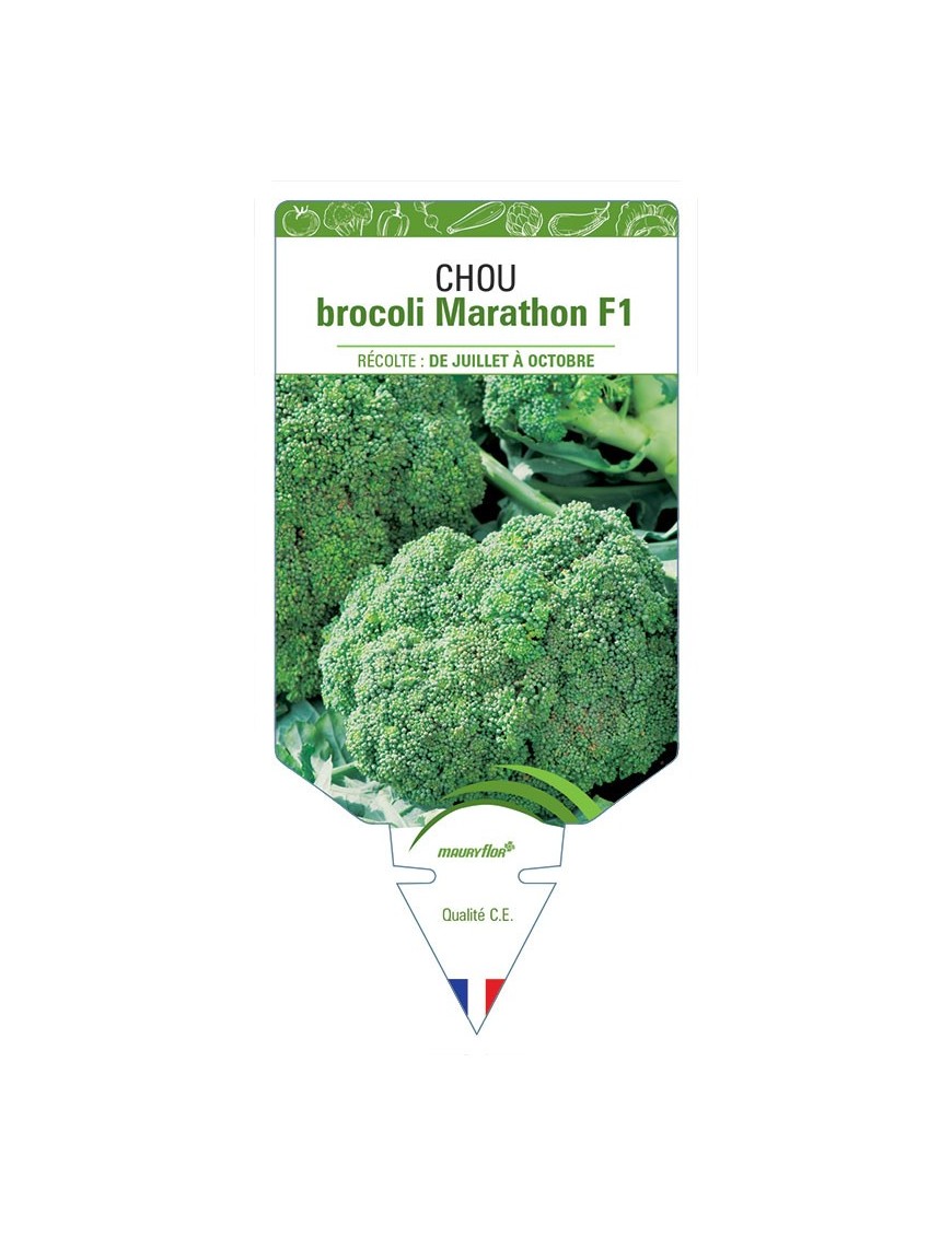 CHOU BROCOLI MARATHON F1