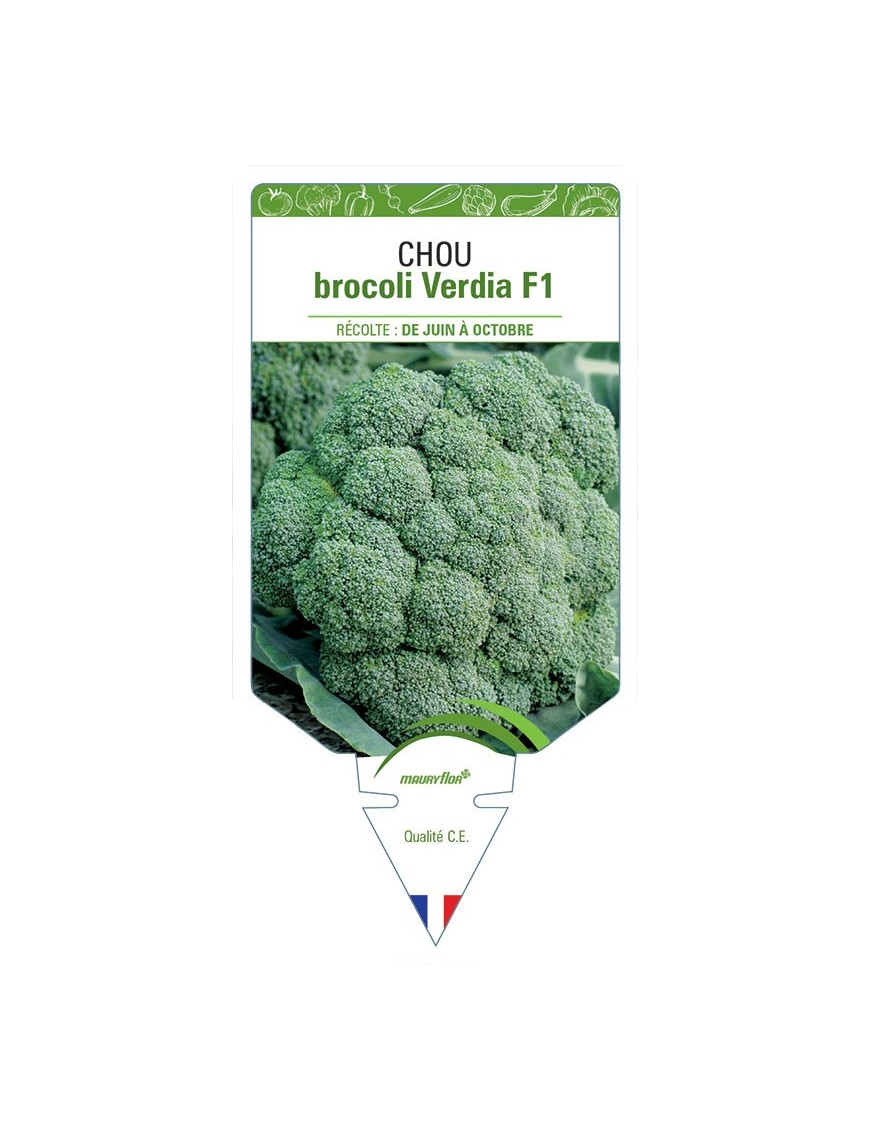 CHOU BROCOLI VERDIA F1