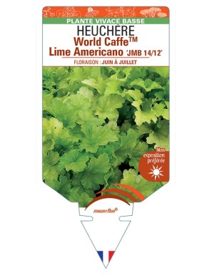 HEUCHERA World CaffeTM Lime Americano JMB 14/12