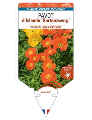 PAPAVER nudicaule Gartenzwerg voir Pavot d’Islande