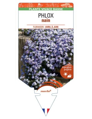 PHLOX nain (bleu)