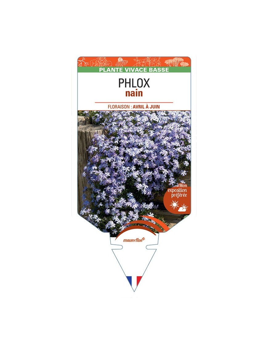 PHLOX nain (bleu)