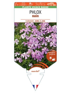 PHLOX nain (rose)