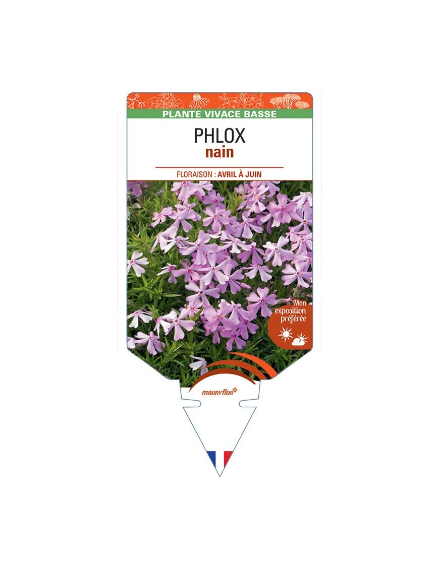 PHLOX nain (rose)