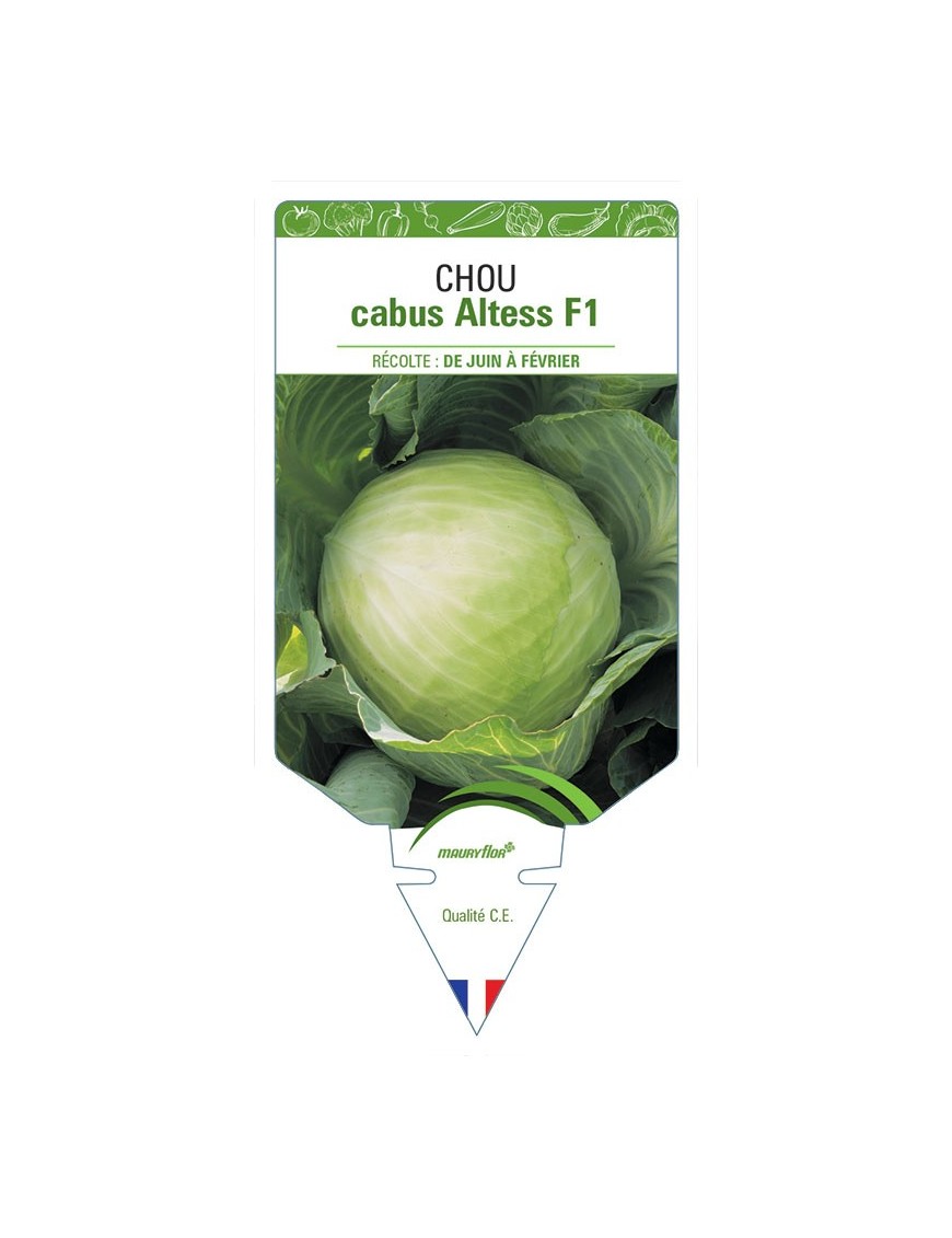 CHOU CABUS ALTESS F1