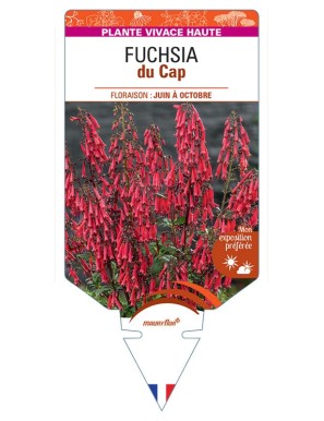 PHYGELIUS capensis voir Fuchsia du Cap (rouge foncé)