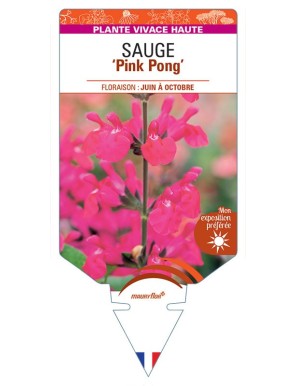 SALVIA microphylla Pink Pong voir Sauge