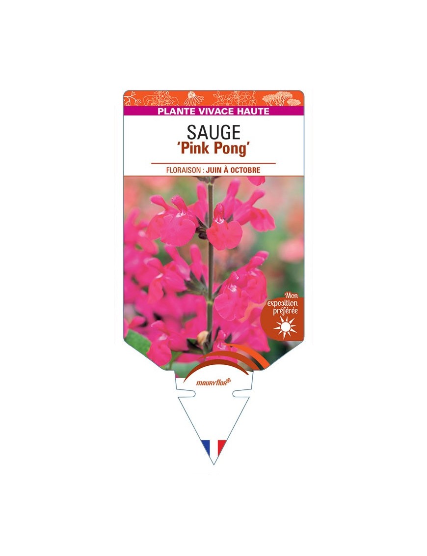 SALVIA microphylla Pink Pong voir Sauge