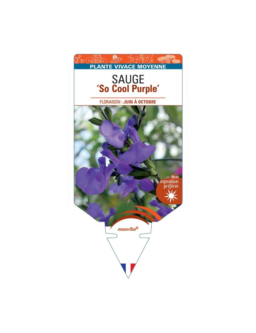 SALVIA microphylla So Cool Purple voir Sauge