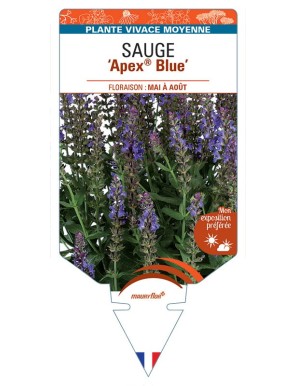 SALVIA nemorosa Apex® Blue voir Sauge