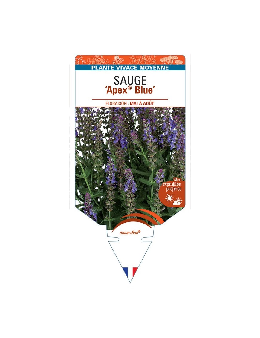 SALVIA nemorosa Apex® Blue voir Sauge