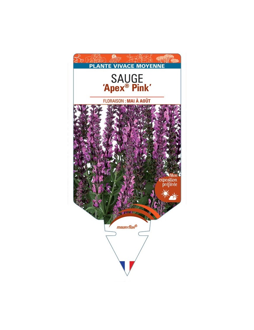 SALVIA nemorosa Apex® Pink voir Sauge