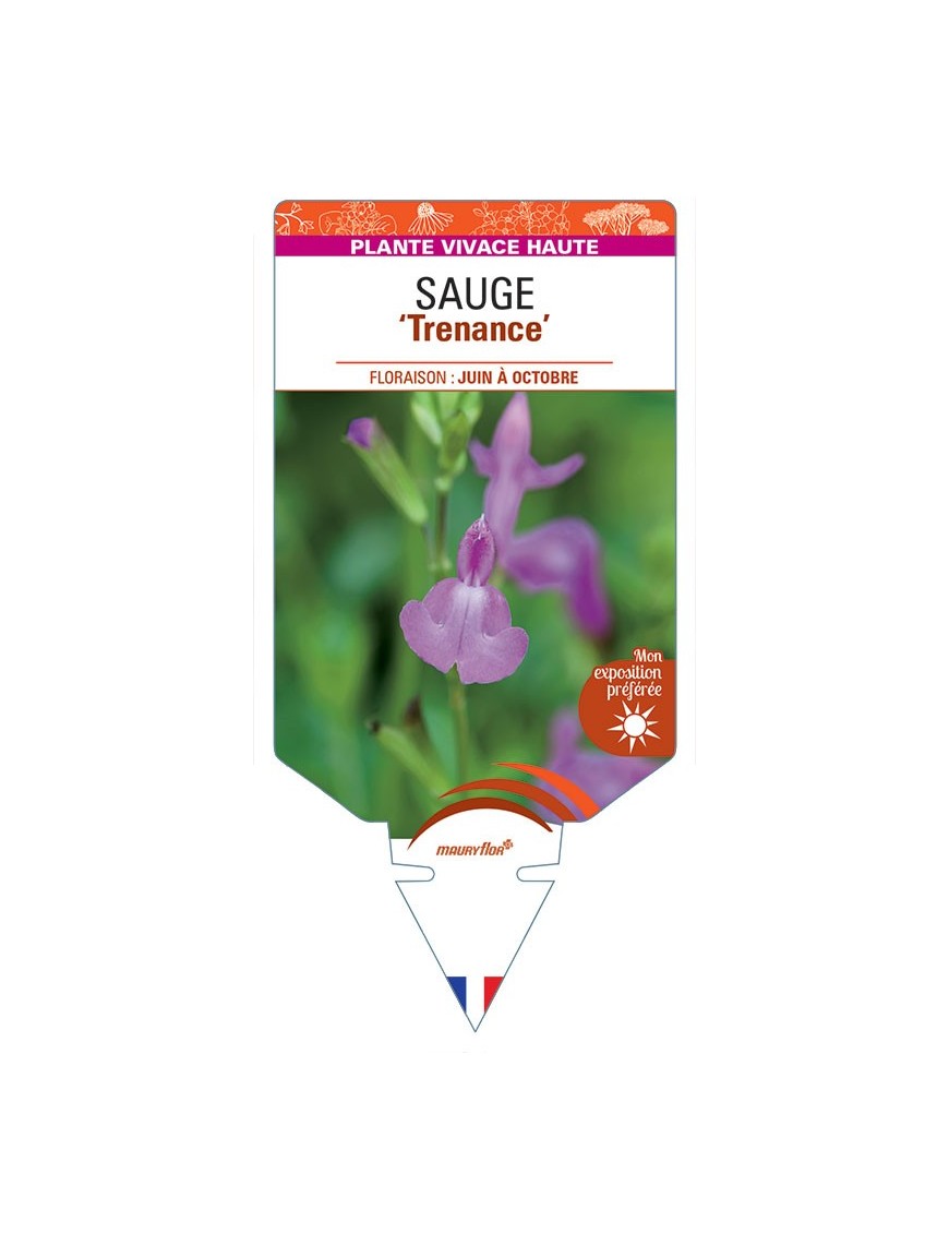 SALVIA Trenance voir Sauge