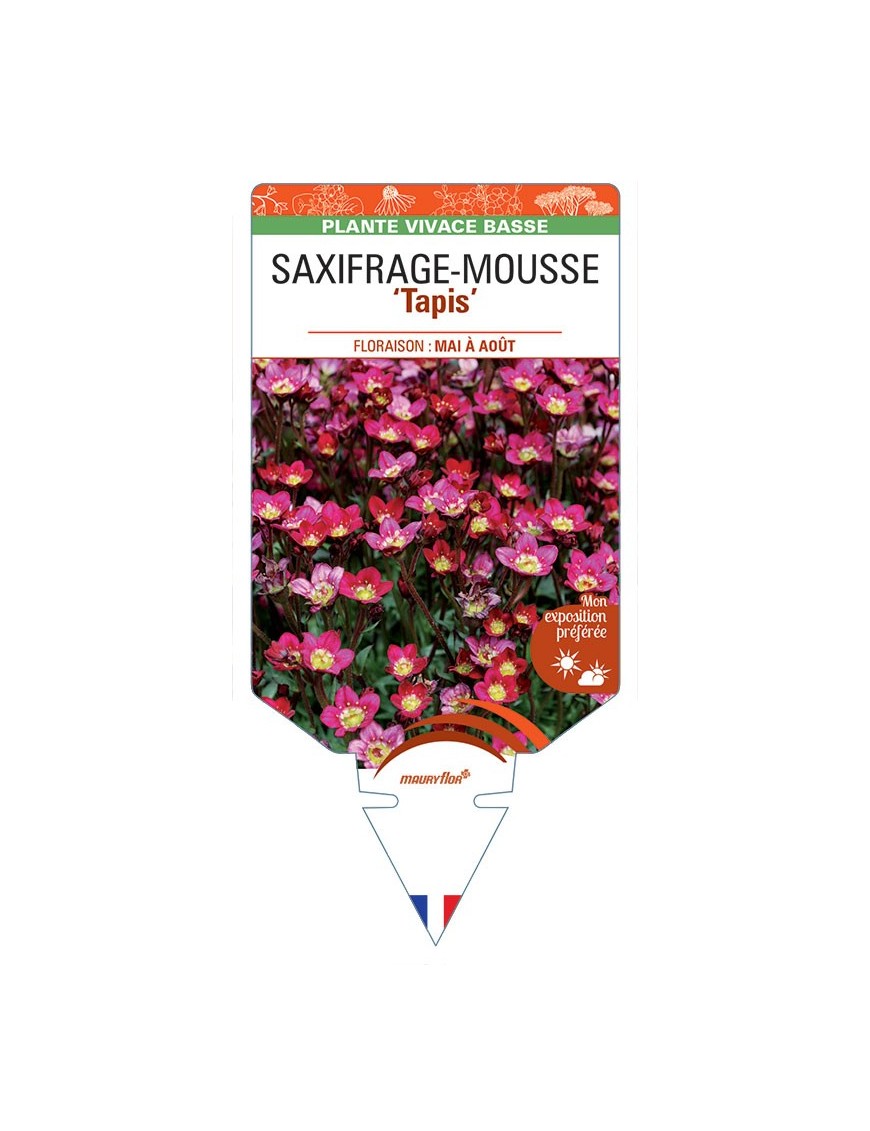 SAXIFRAGA arendsii Tapis voir Saxifrage-Mousse