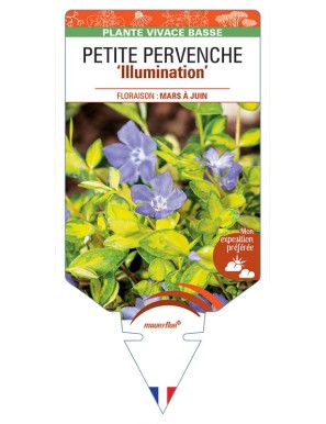 VINCA minor Illumination voir Petite pervenche