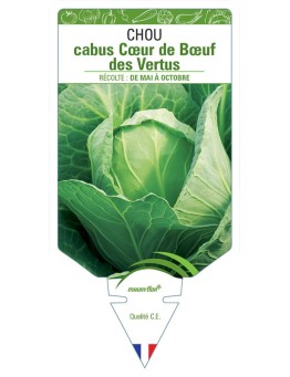 CHOU CABUS CŒUR DE BŒUF DES VERTUS